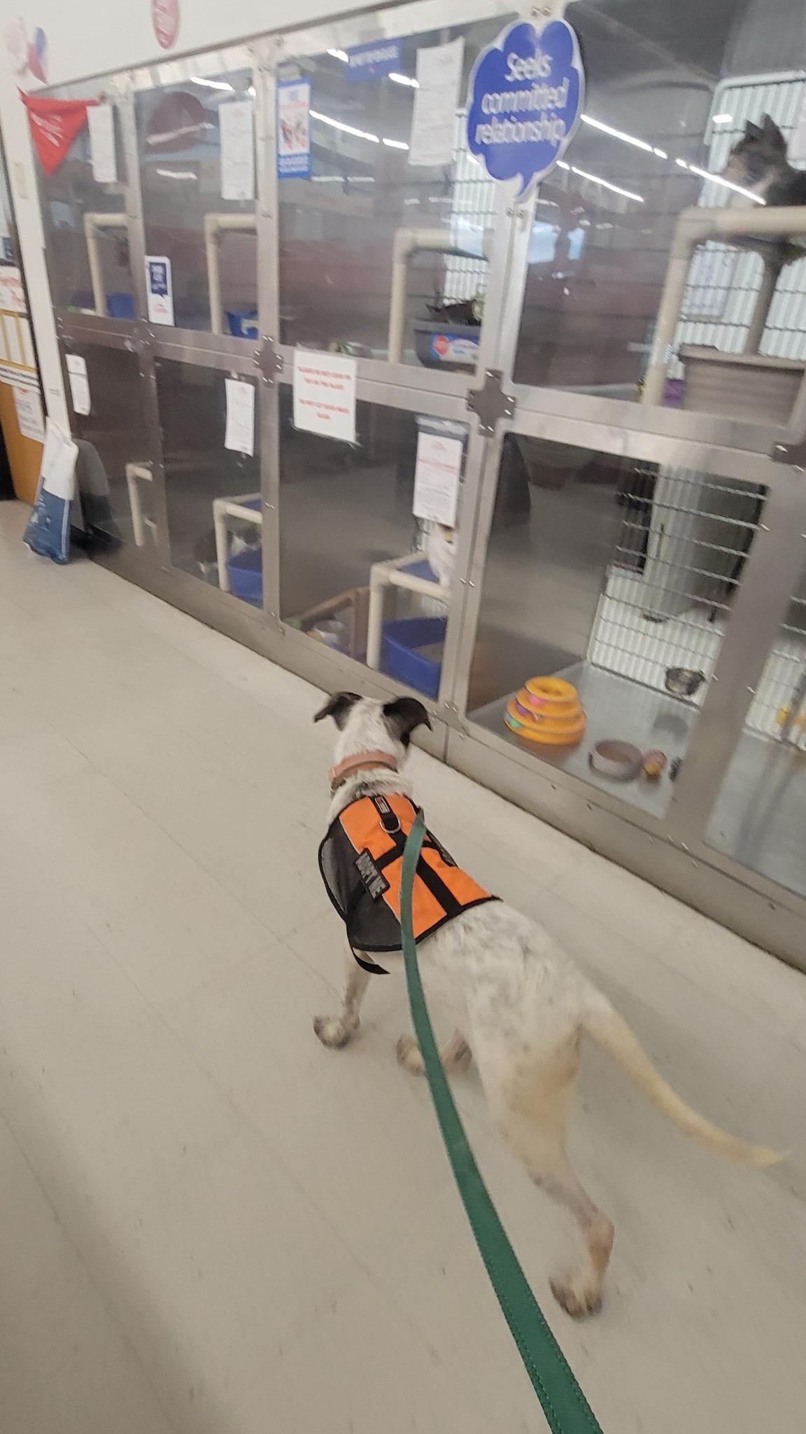 Spot's day out