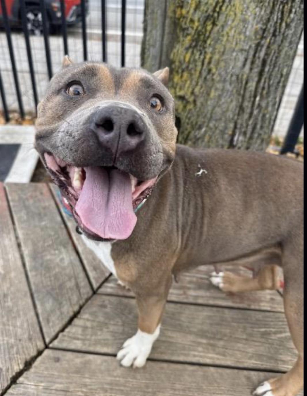 Mary Puppins, a Adoptable American Bully in Buffalo, NY image 1/6