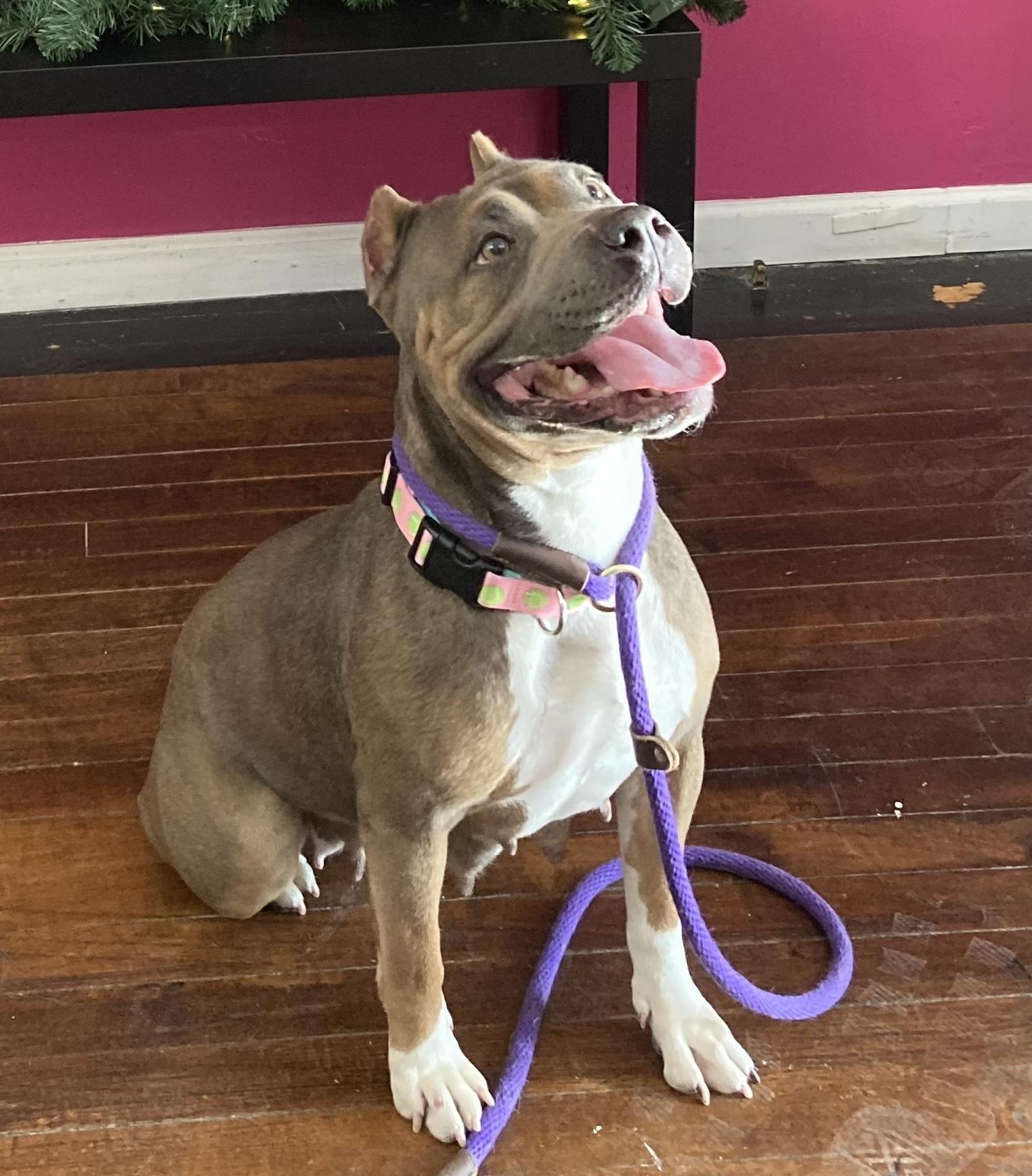 Mary Puppins, a Adoptable American Bully in Buffalo, NY image 2/6