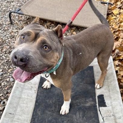 Mary Puppins, a Adoptable American Bully in Buffalo, NY image 3/6