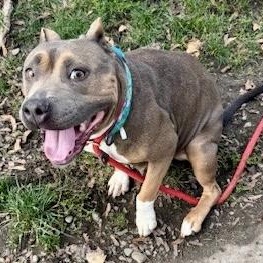 Mary Puppins, a Adoptable American Bully in Buffalo, NY image 6/6