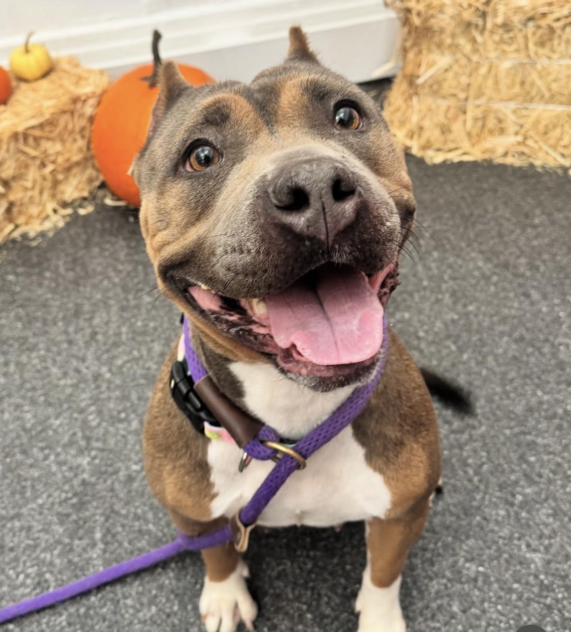 Mary Puppins, a Adoptable American Bully in Buffalo, NY image 4/6