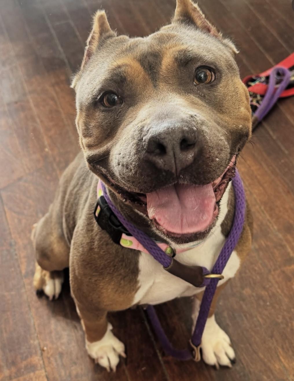 Mary Puppins, a Adoptable American Bully in Buffalo, NY image 5/6