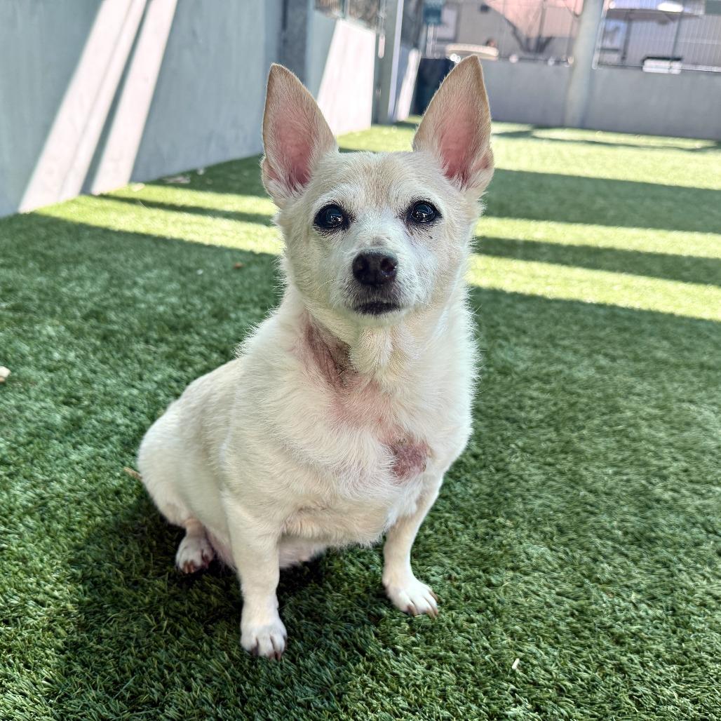 Oliver, Adoptable, Senior Male Chihuahua.