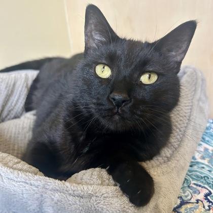 Enlarge Biscotti, a Adoptable mixed breed in East Montpelier, VT image 3/3