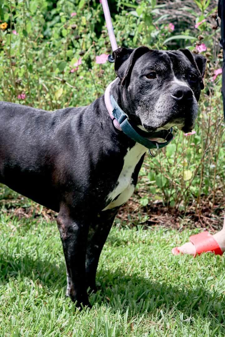 King, a Adoptable mixed breed in Clinton, CT image 5/5