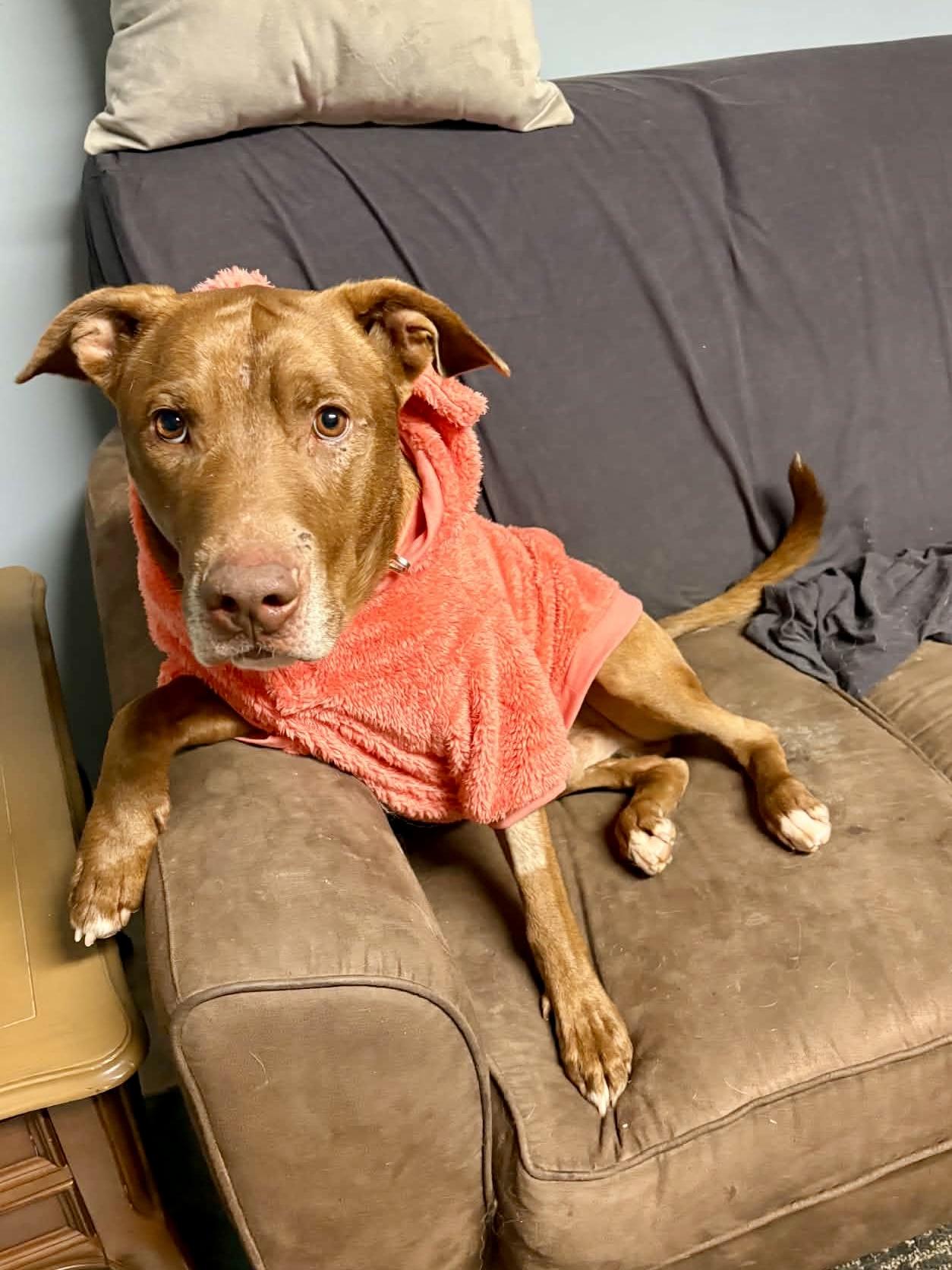 Enlarge Carmen, a Adopted mixed breed in Ilderton, ON image 6/6