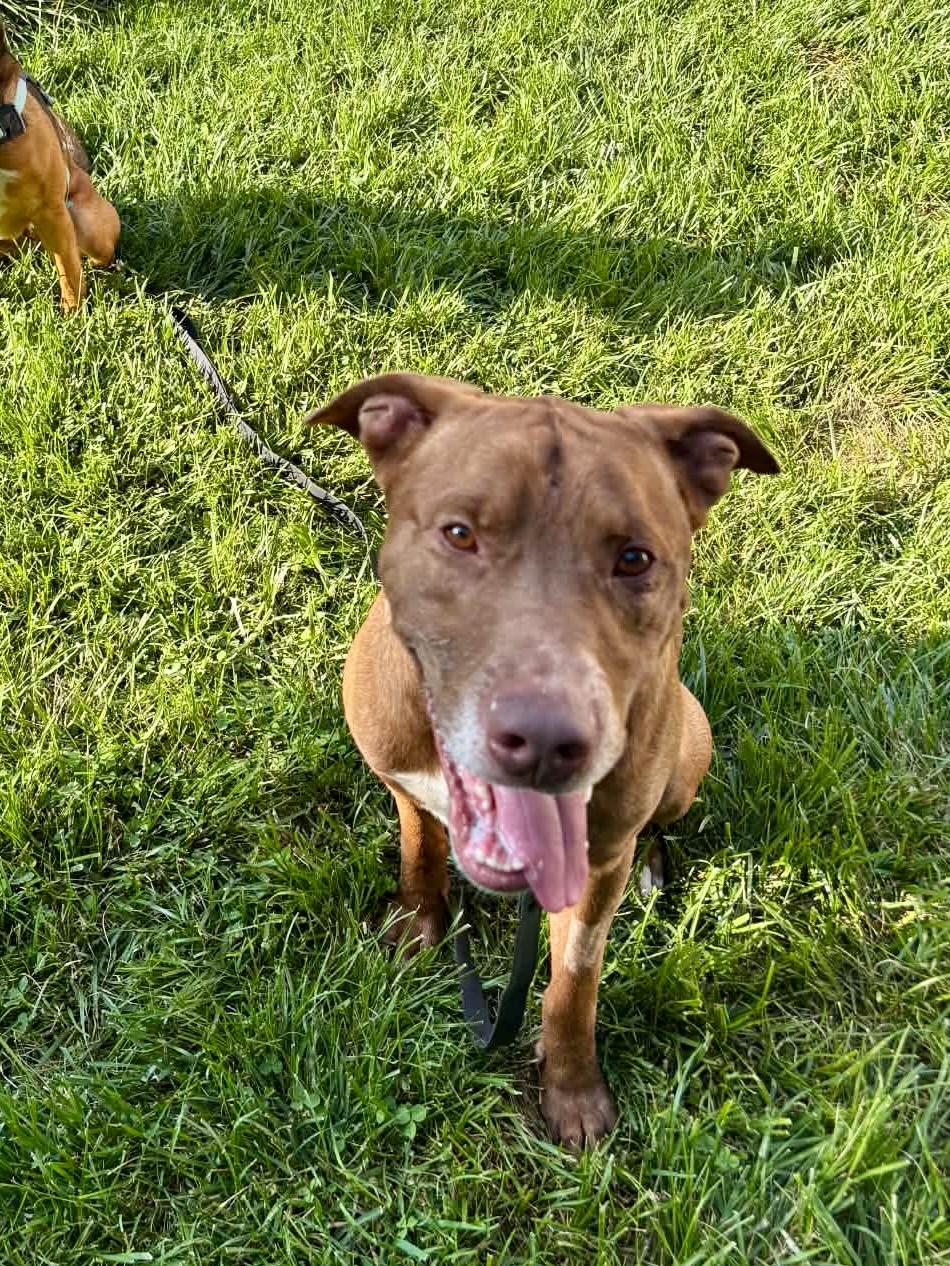 Carmen, Adopted, Adult Male Labrador Retriever.