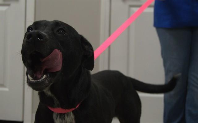 PEPPER, Adoptable, Young Female Labrador Retriever & Mixed Breed.