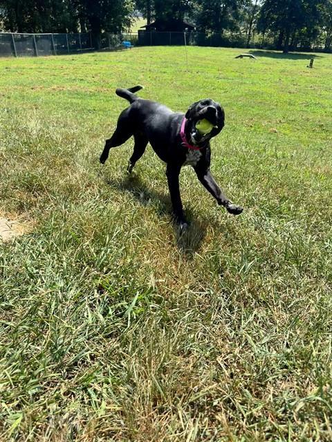 PEPPER, Adoptable, Young Female Labrador Retriever & Mixed Breed.