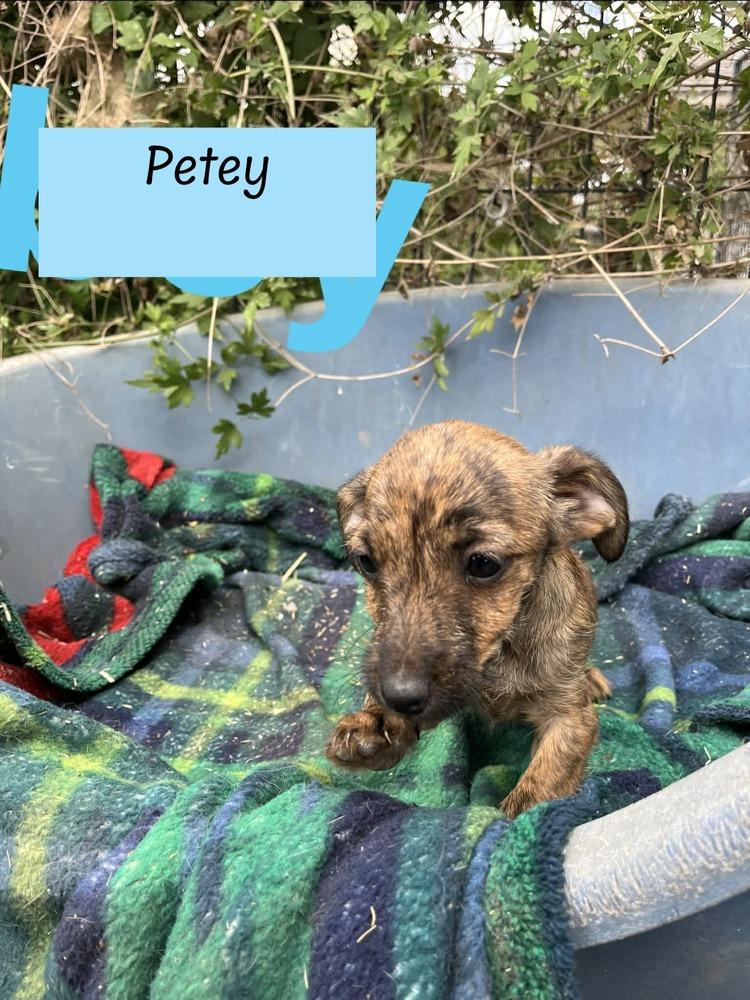 Petey (Paige's Litter)