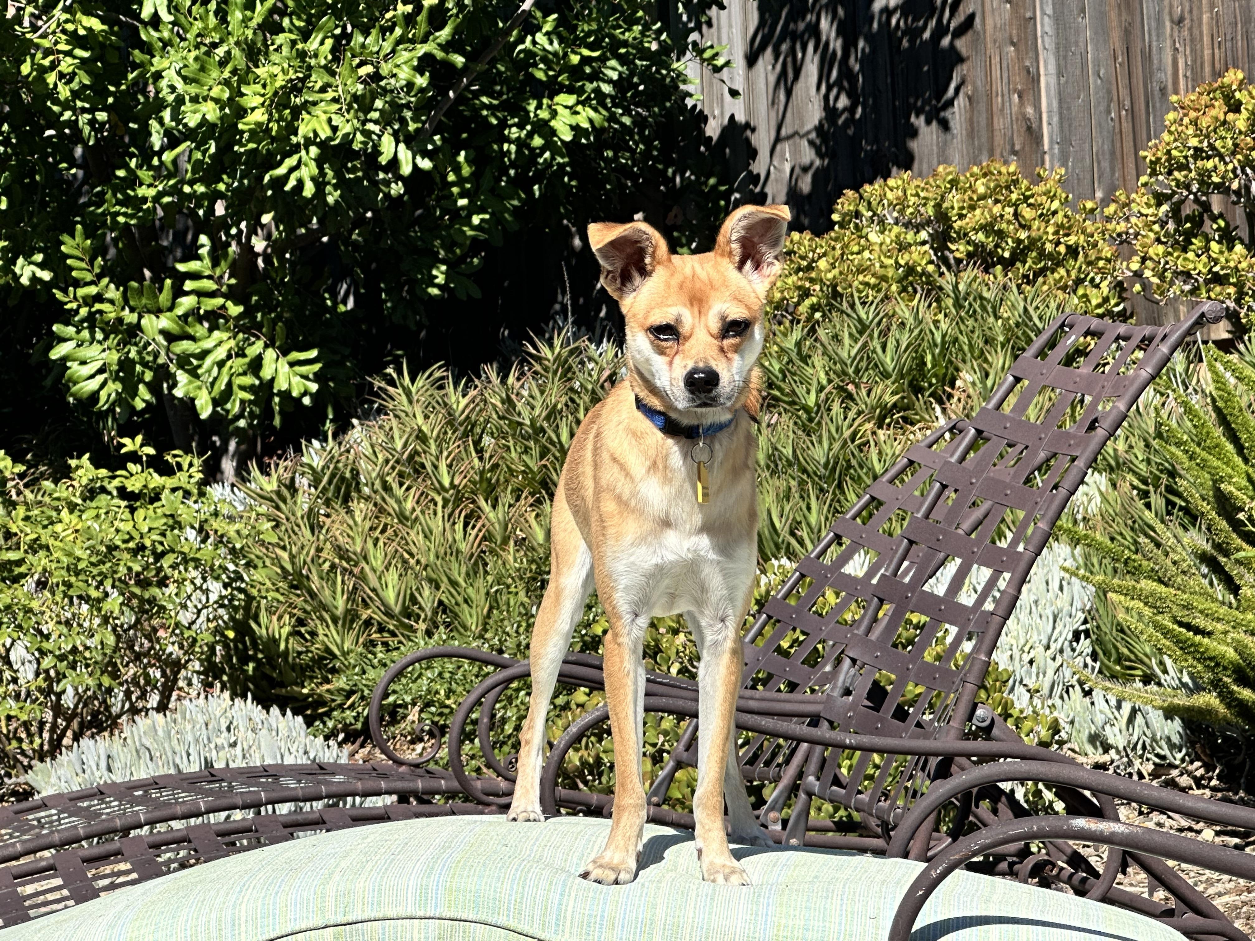 Penny Lane, Adoptable, Adult Female Chiweenie & Pomeranian.