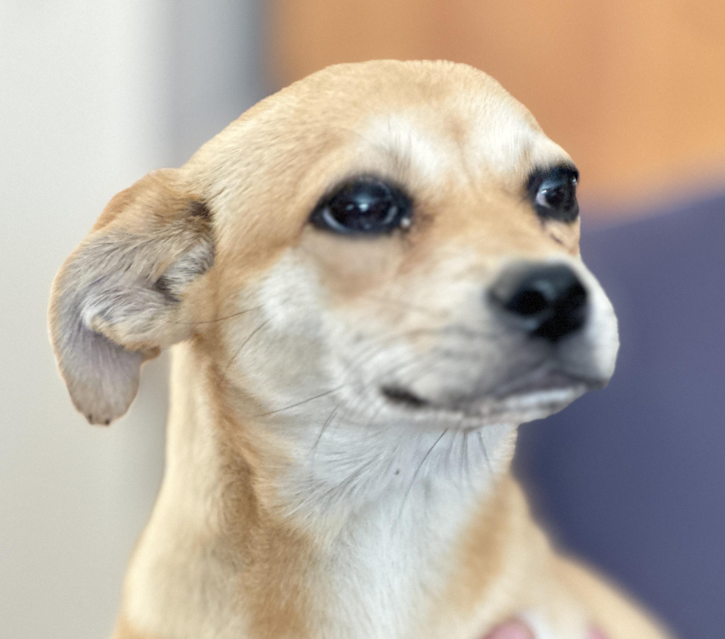 Enlarge Penny Lane, a Adoptable mixed breed in Topanga, CA image 2/2