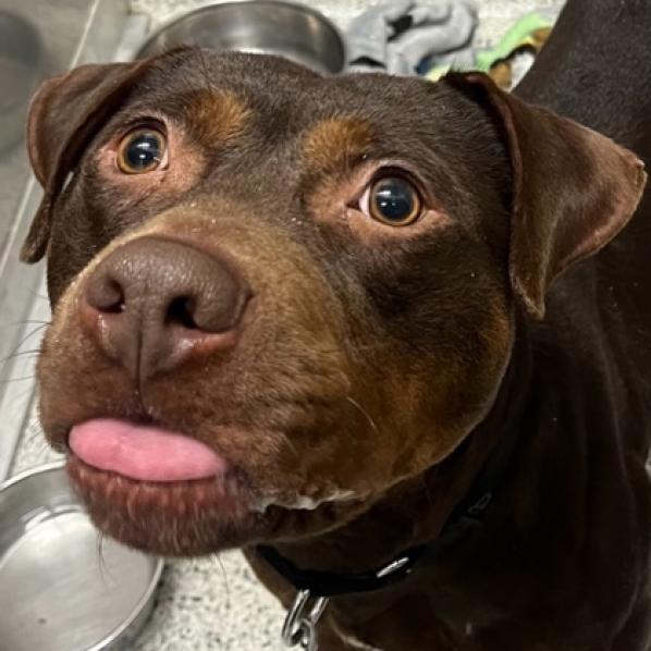 Playboy, Adoptable, Adult Male Pit Bull Terrier.