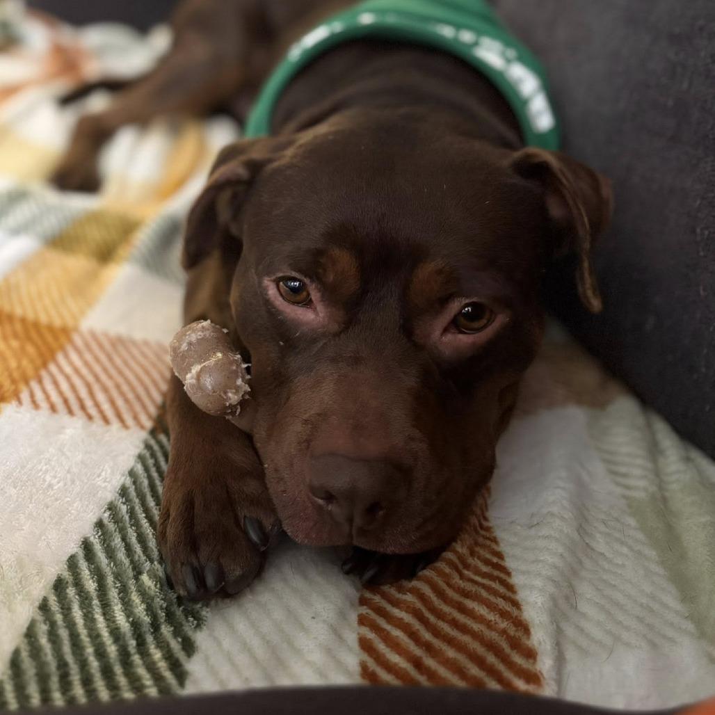 Enlarge Playboy, a Adoptable mixed breed in Oak Park, IL image 2/6