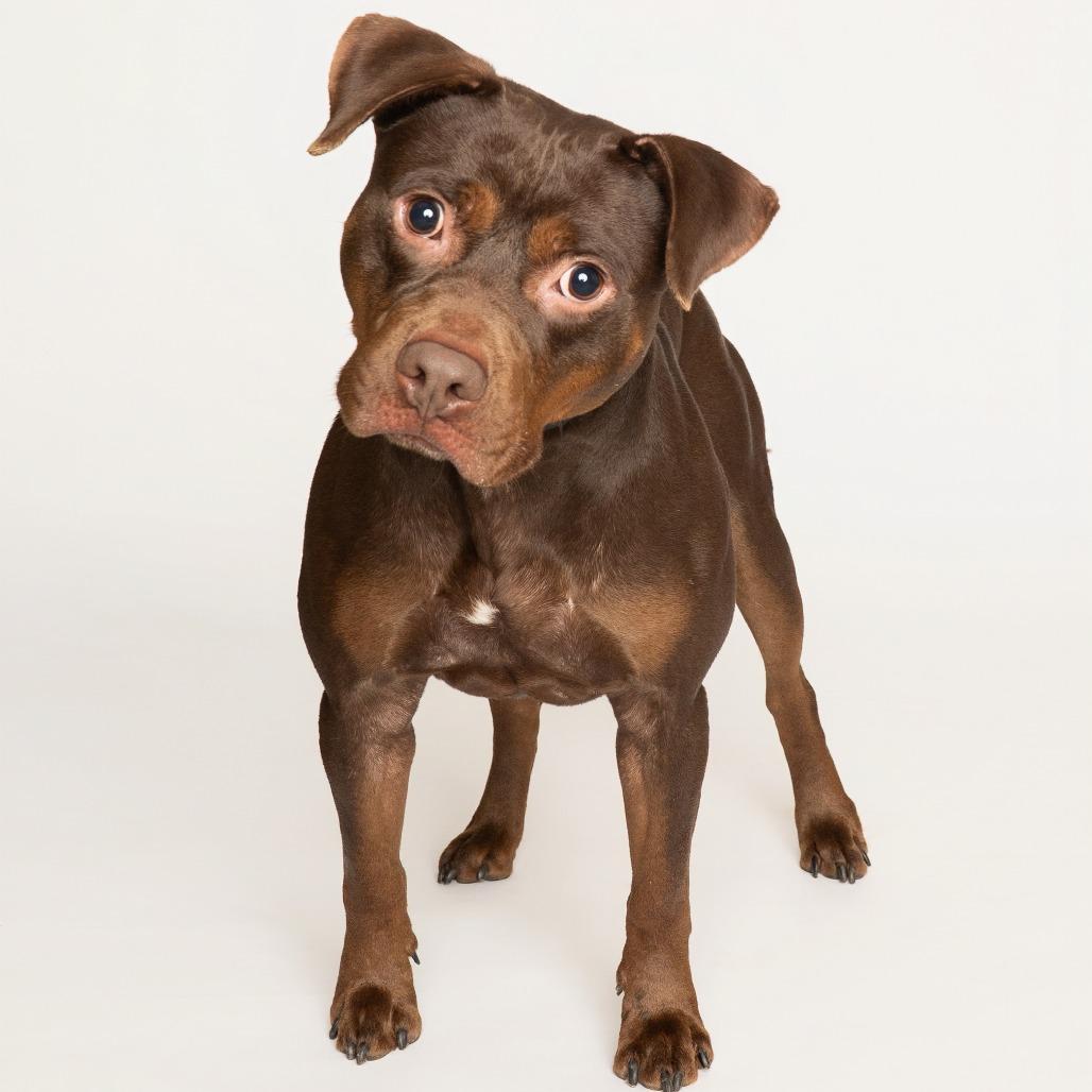 Enlarge Playboy, a Adoptable mixed breed in Oak Park, IL image 2/6