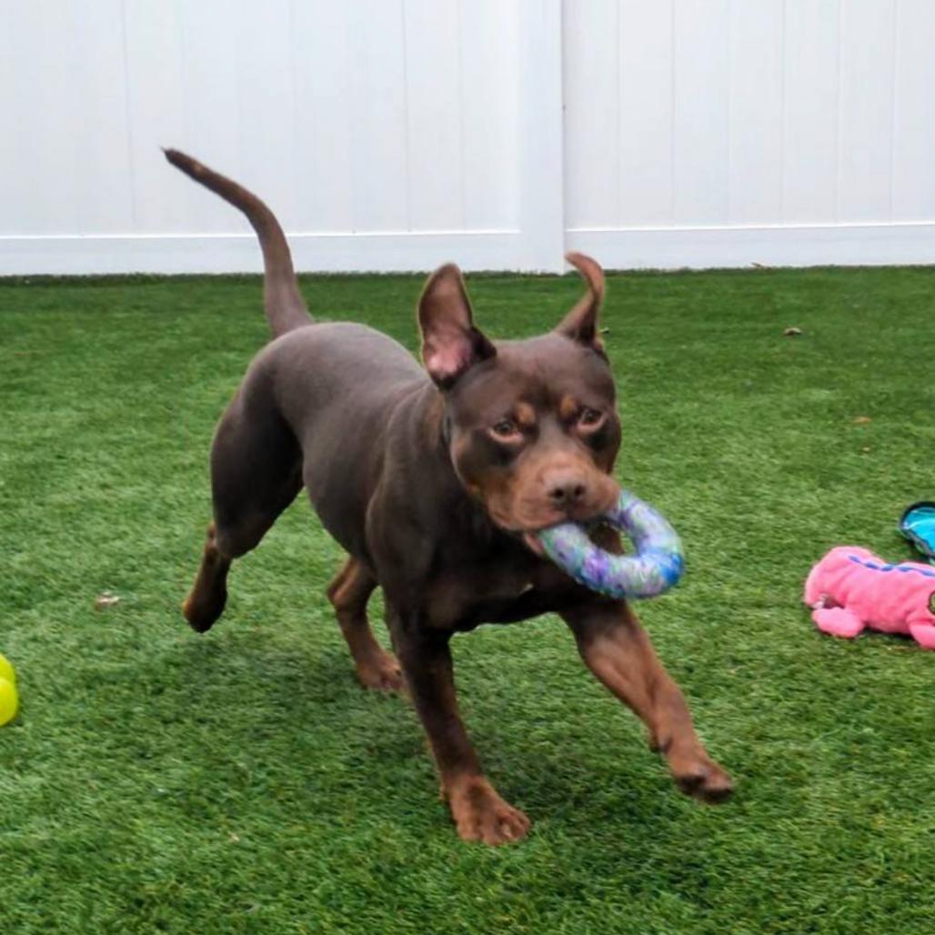 Enlarge Playboy, a Adoptable mixed breed in Oak Park, IL image 4/6