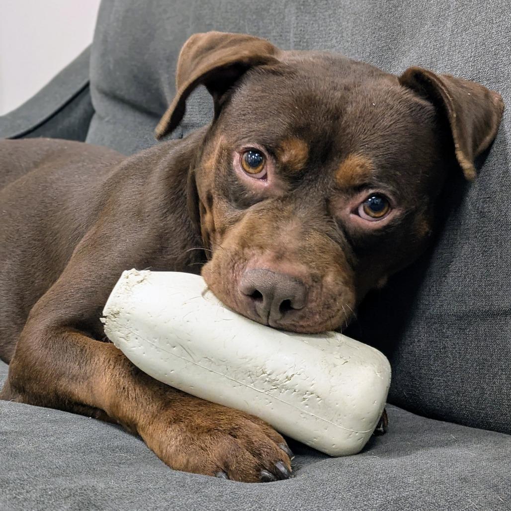 Enlarge Playboy, a Adoptable mixed breed in Oak Park, IL image 5/6