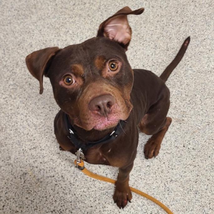 Enlarge Playboy, a Adoptable mixed breed in Oak Park, IL image 6/6