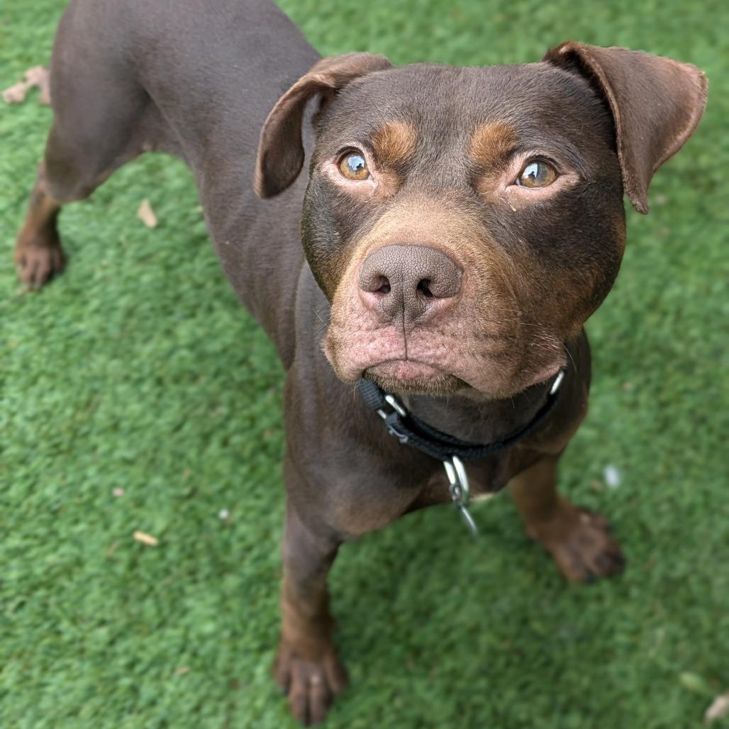 Enlarge Playboy, a Adoptable mixed breed in Oak Park, IL image 6/6