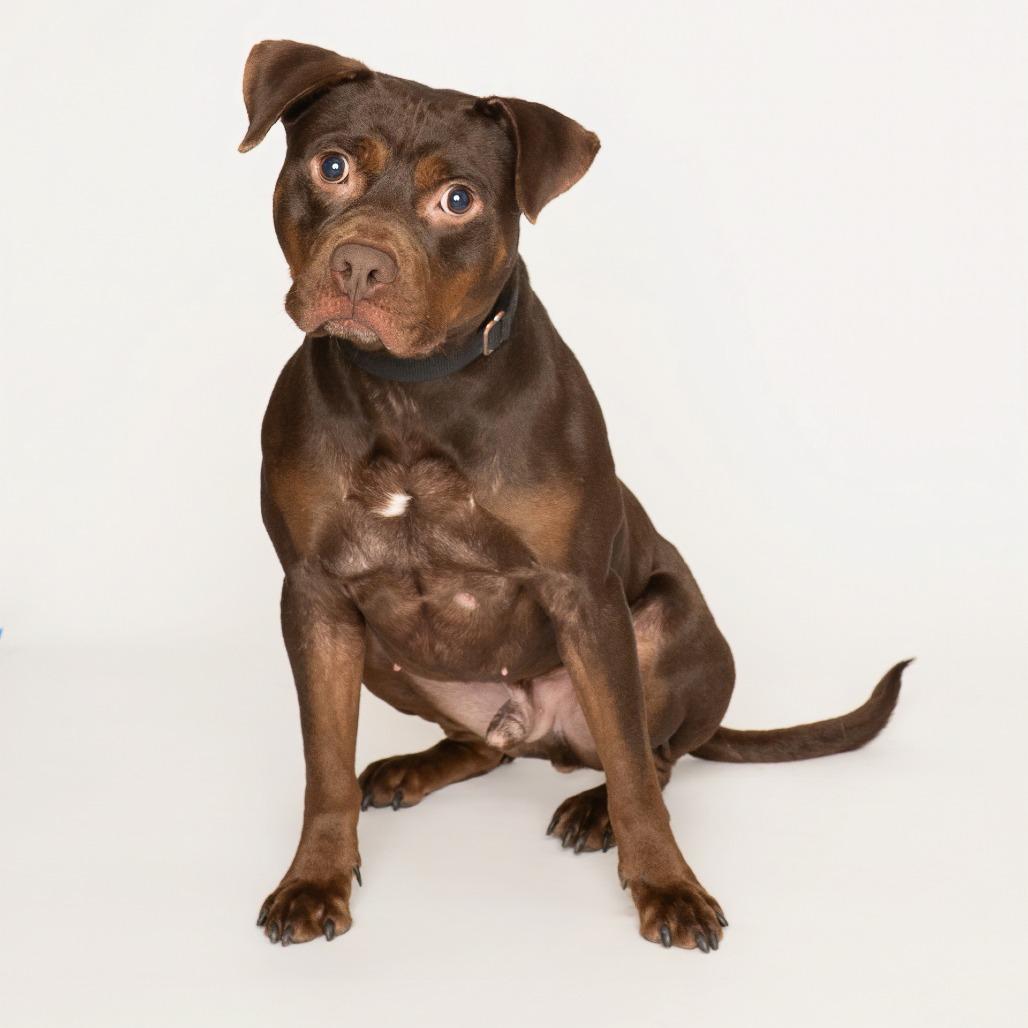 Enlarge Playboy, a Adoptable mixed breed in Oak Park, IL image 6/6
