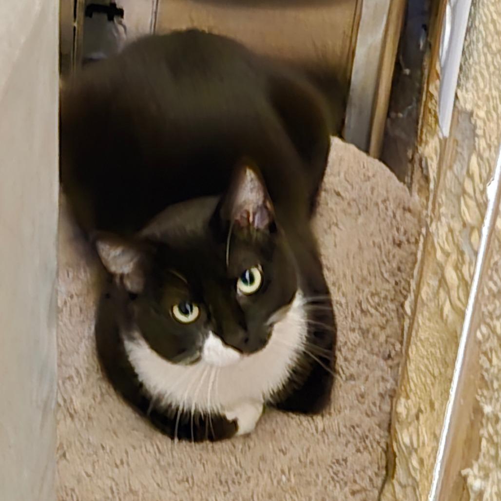 Mittens, Adoptable, Young Male Domestic Short Hair.