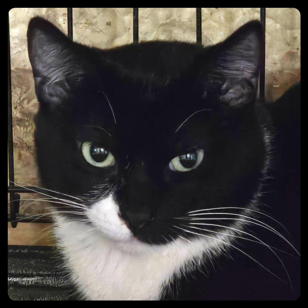 Enlarge Mittens, a Adoptable Domestic Short Hair in Park Falls, WI image 2/2