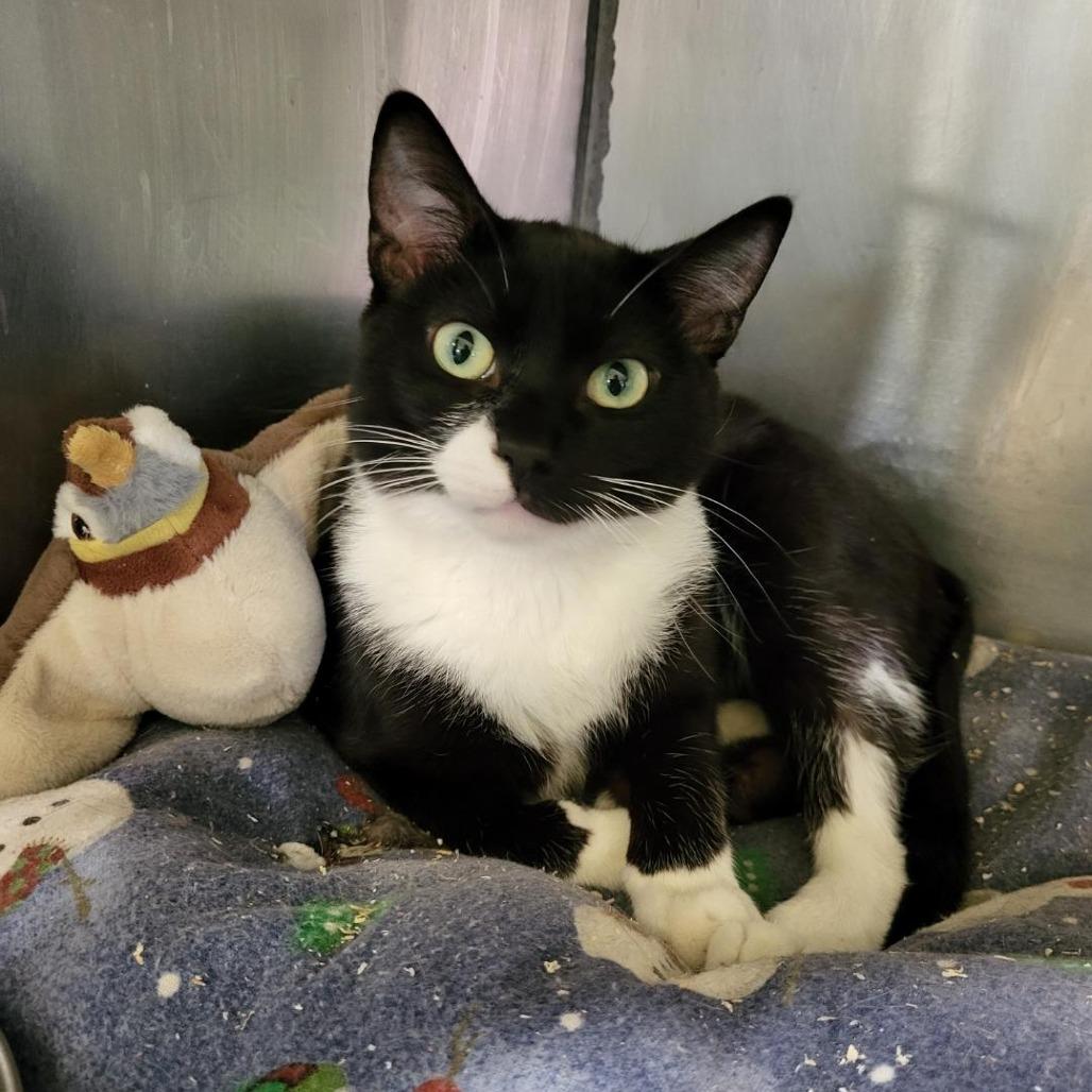 Enlarge Mittens, a Adoptable Domestic Short Hair in Park Falls, WI image 2/2