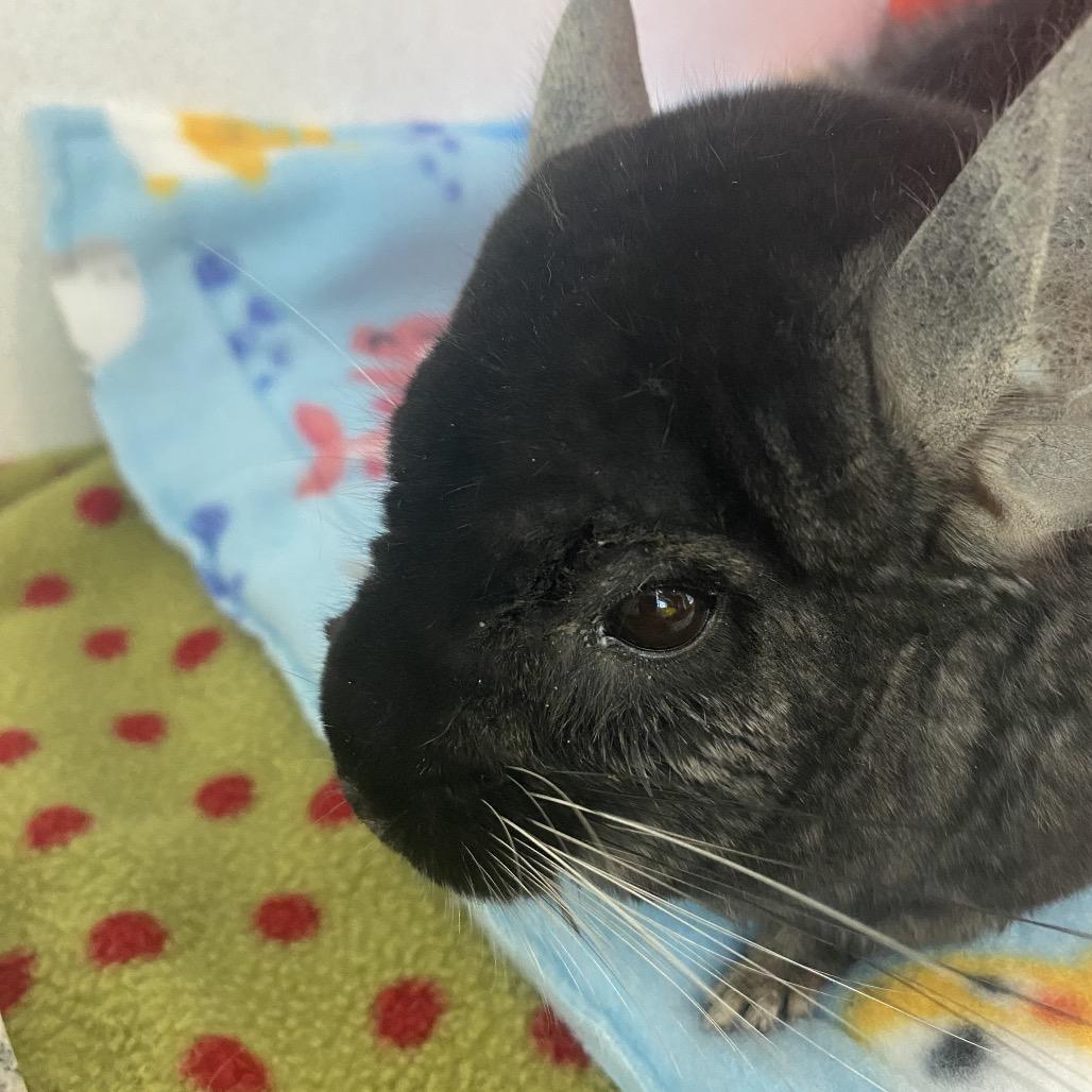Baxter, a Adoptable Chinchilla in Dover, NH image 1/4