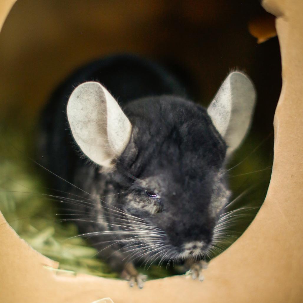 Baxter, a Adoptable Chinchilla in Dover, NH image 2/4
