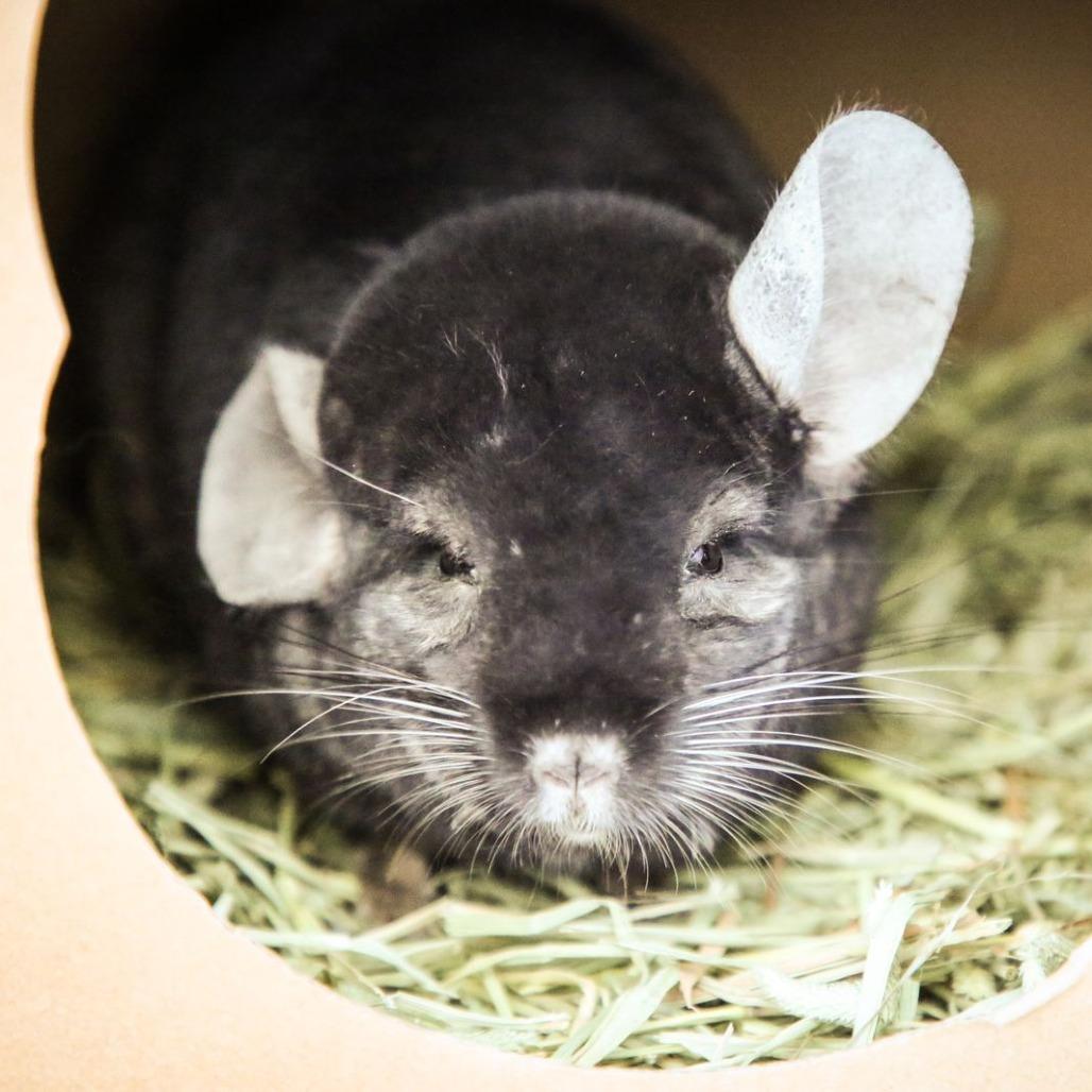 Baxter, a Adoptable Chinchilla in Dover, NH image 3/4