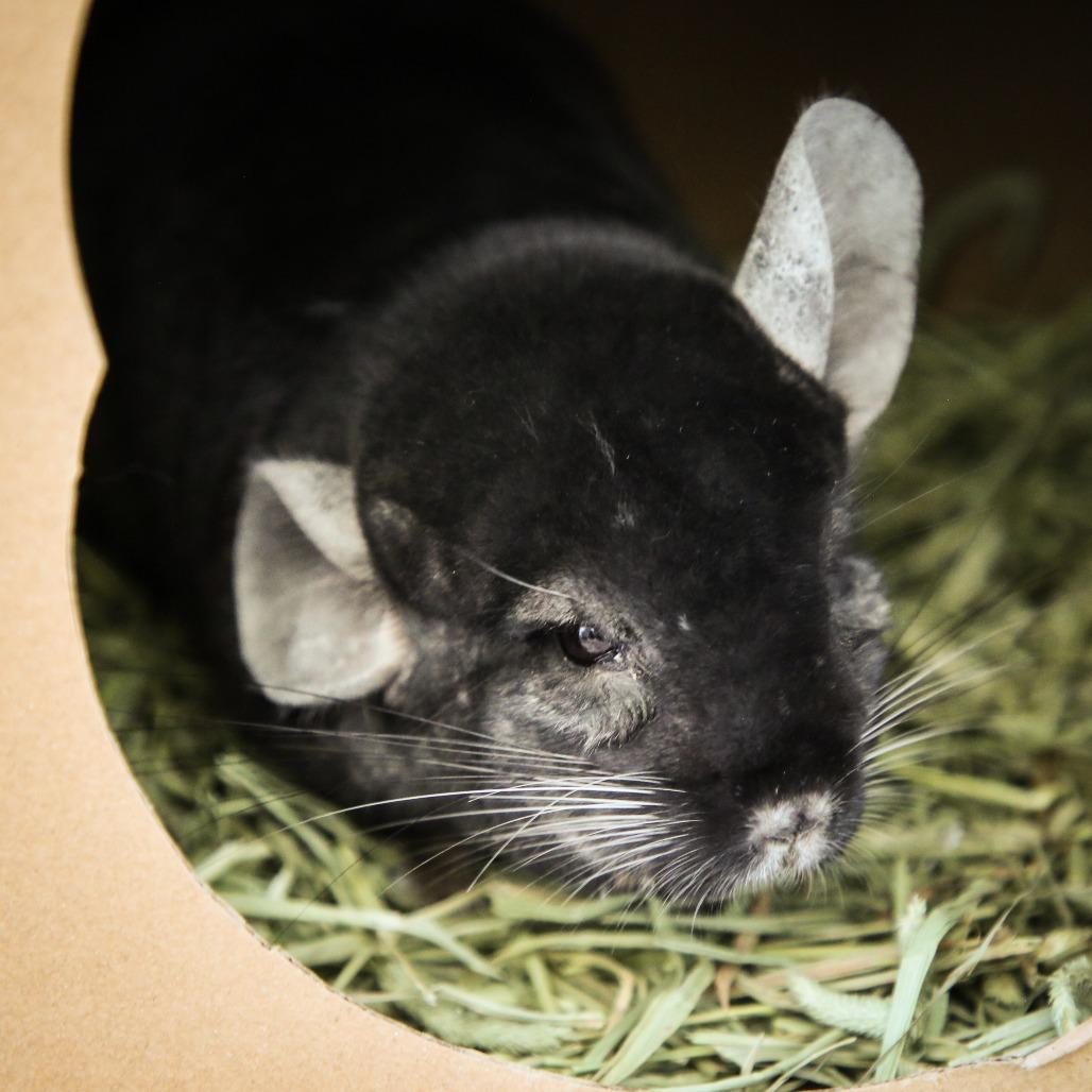 Baxter, a Adoptable Chinchilla in Dover, NH image 4/4