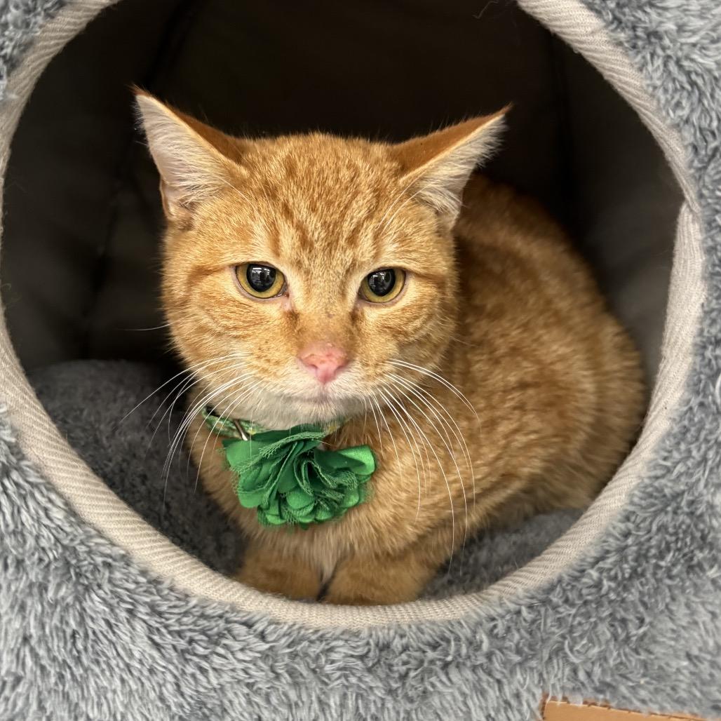 Enlarge Imani, a Adoptable Domestic Short Hair in La Grange, KY image 1/1