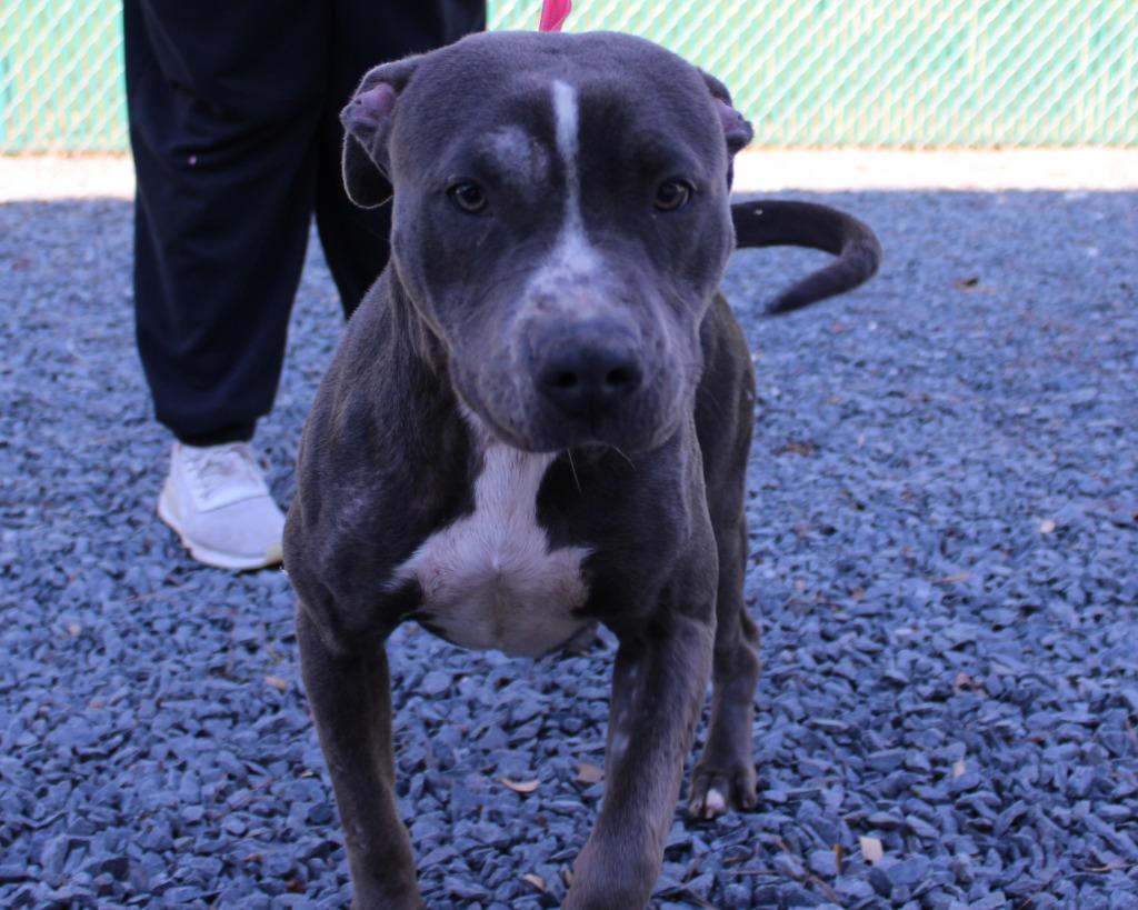 Nova, Adoptable, Adult Female Mixed Breed.