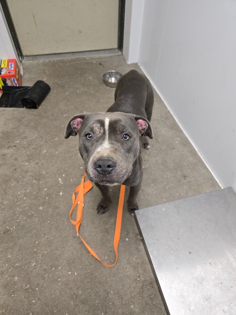 Nova, Adoptable, Young Female Mixed Breed.