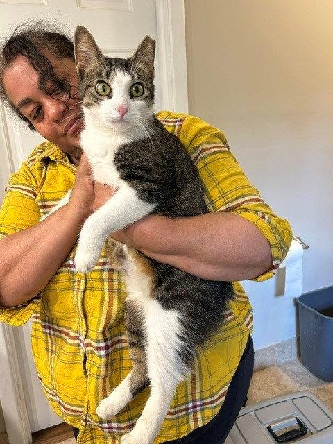 Enlarge BETTY BOBTAIL -Beautiful! Sweet! BIG presence, a Adoptable mixed breed in Atlanta, GA image 1/3