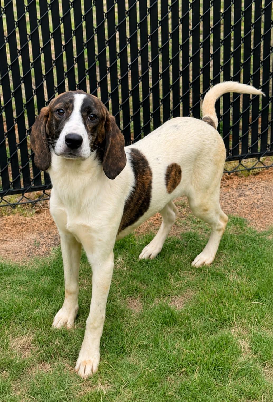 Enlarge Loretta, a Adoptable Mixed Breed in Shelburne, VT image 1/1