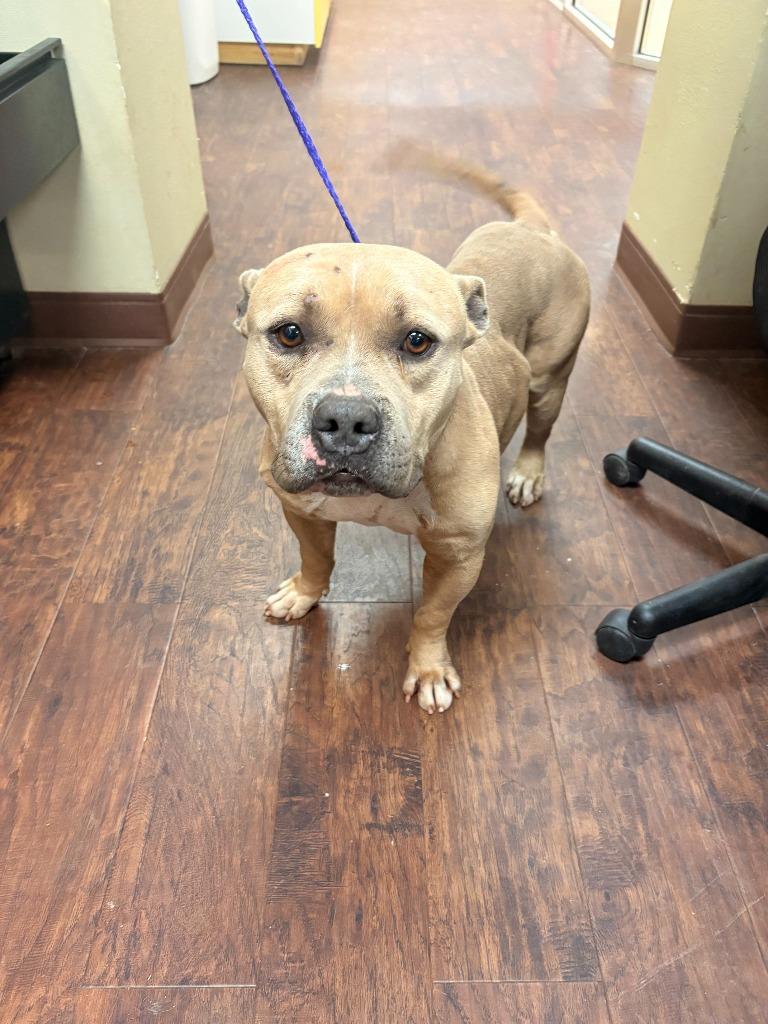 Dog Kennel #36, Adoptable, Young Male American Staffordshire Terrier & Mixed Breed.