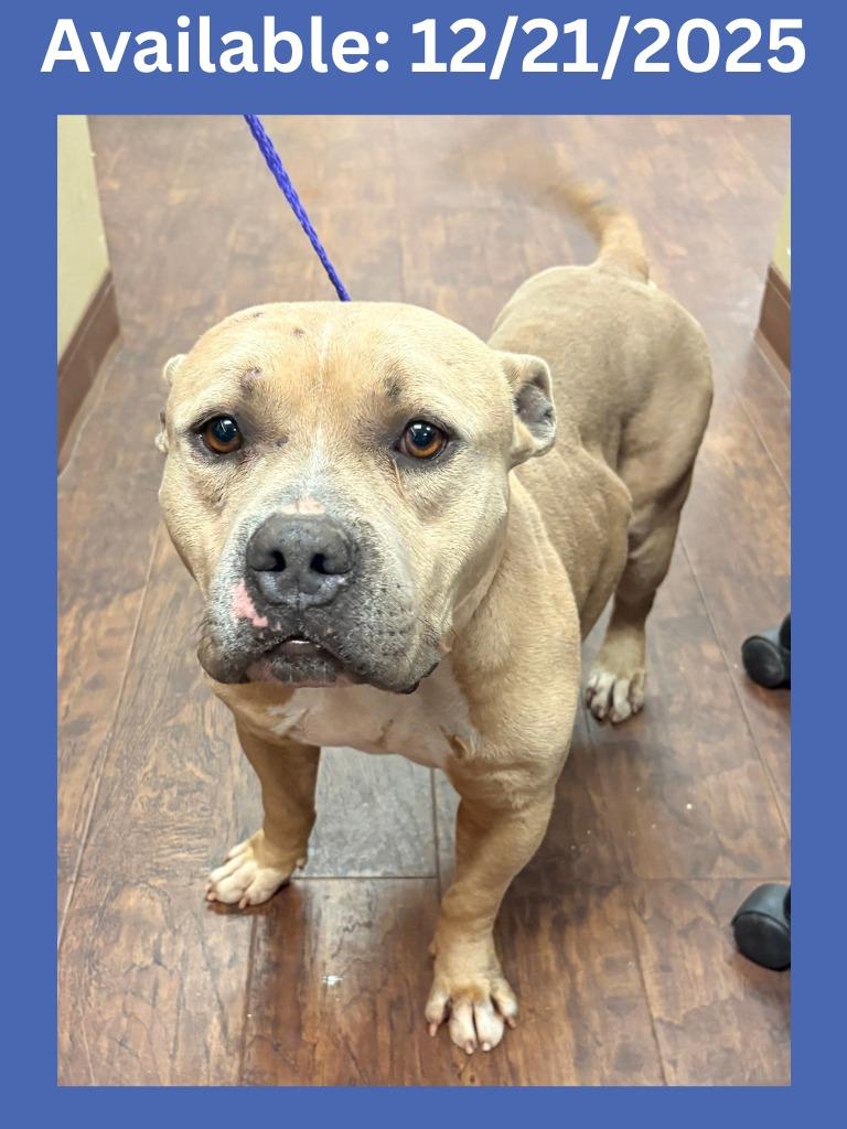 Enlarge Dog Kennel #36, a Adoptable mixed breed in Greenville, TX image 2/2