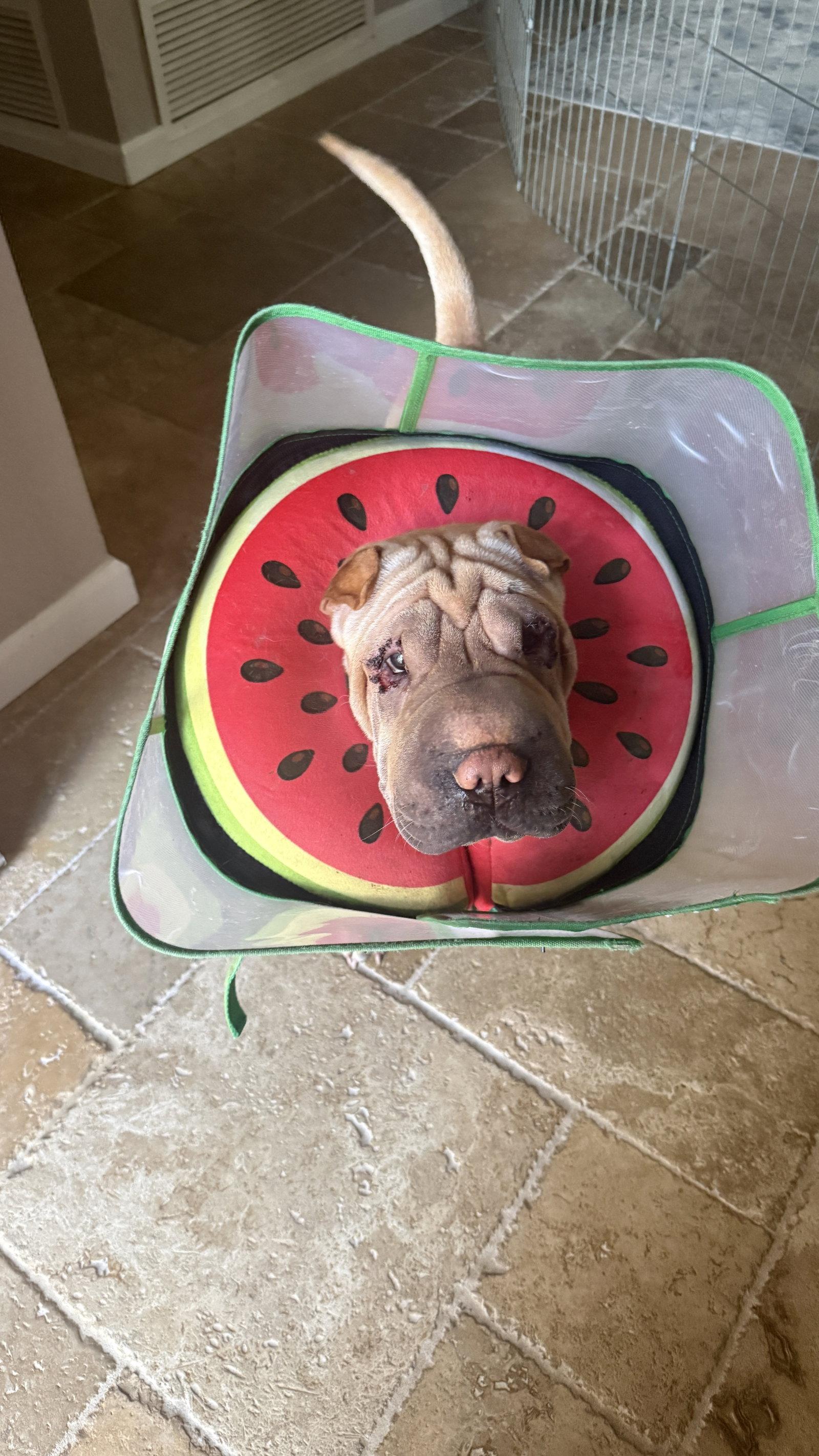 Squishy, Adoptable, Adult Female Shar-Pei.