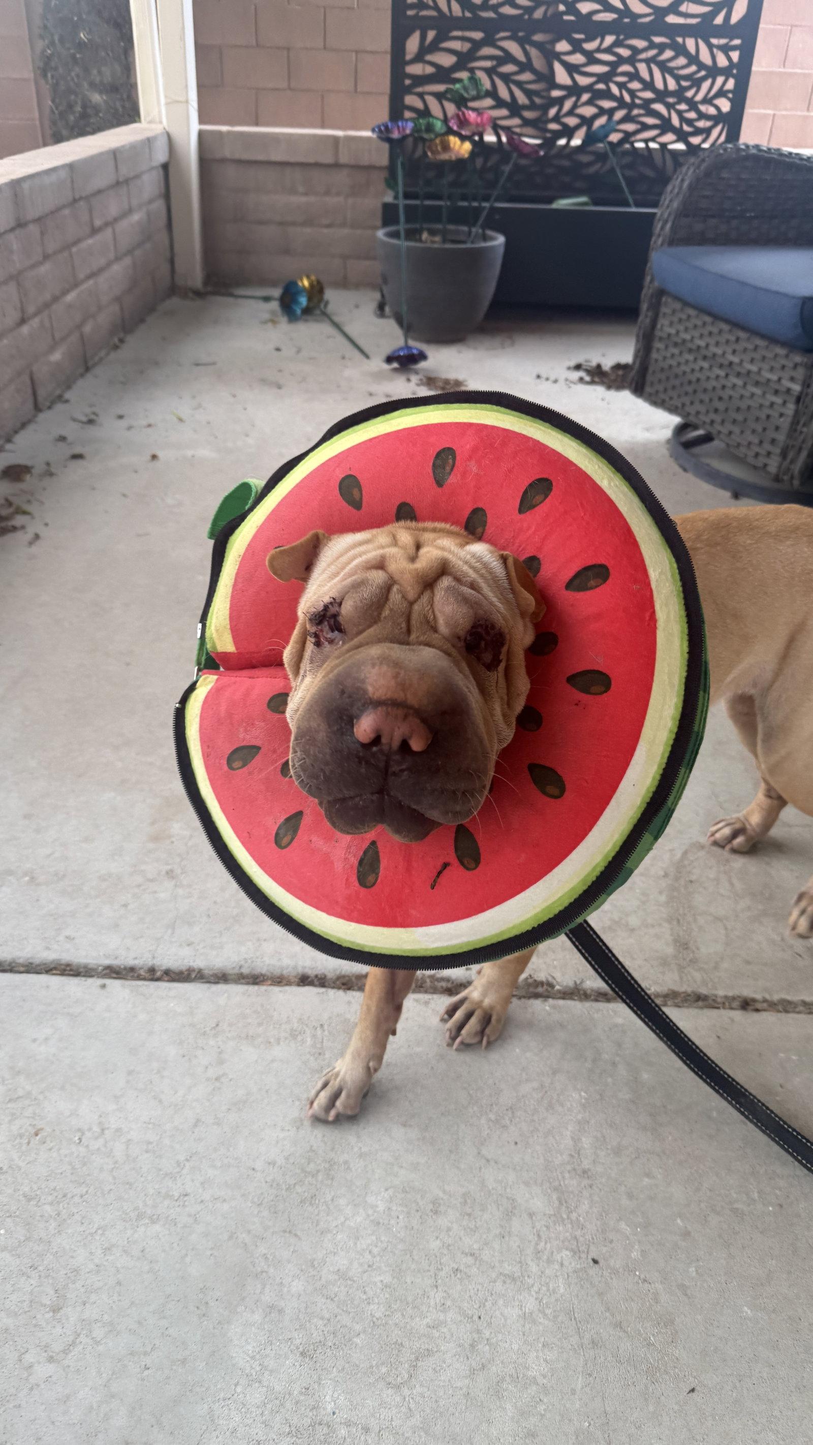 Enlarge Squishy, a Adoptable Shar-Pei in Tucson, AZ image 2/2