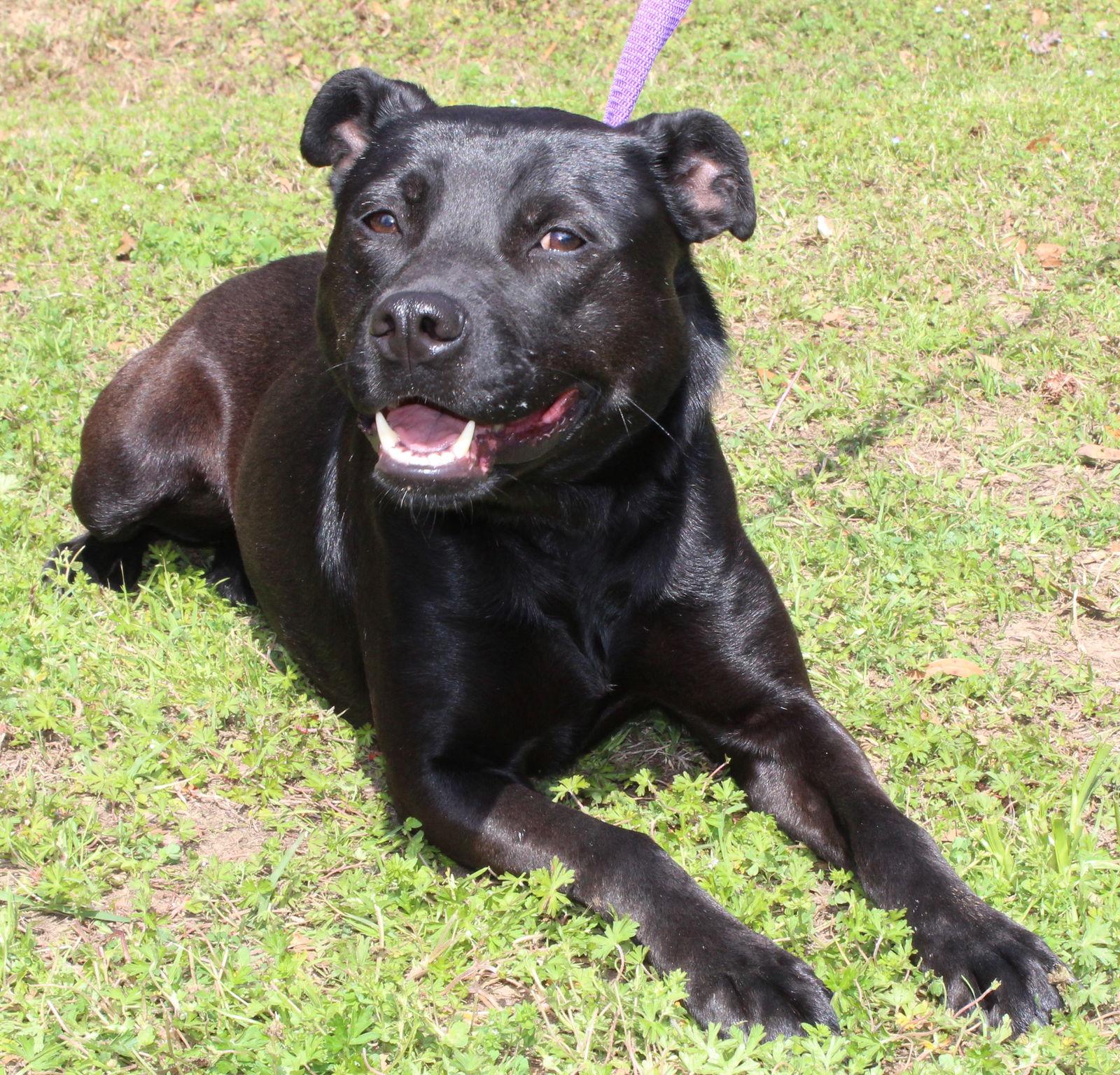 Sadie 36362, Adoptable, Adult Female Labrador Retriever.