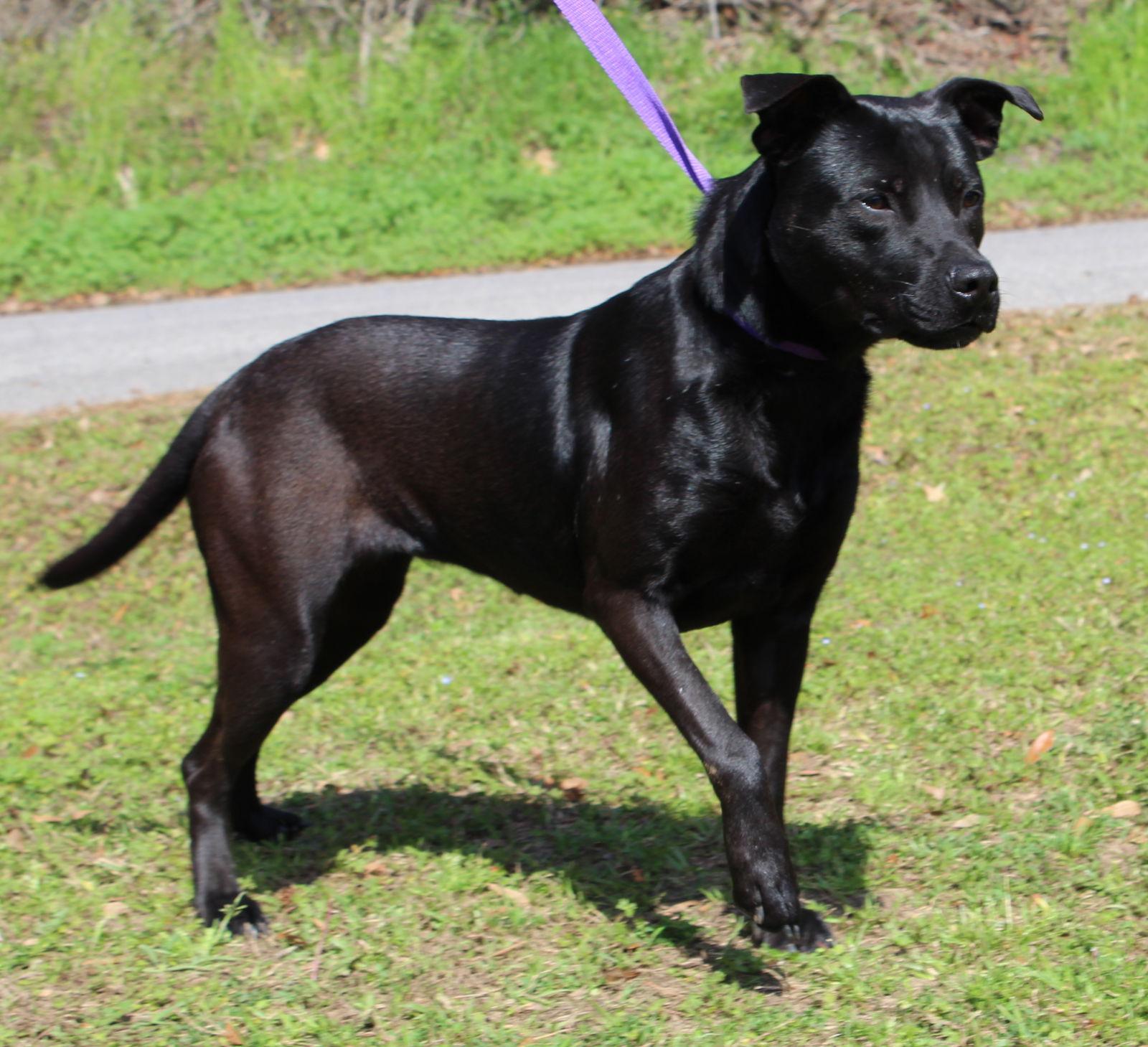 Enlarge Sadie 36362, a Adoptable Labrador Retriever in Prattville, AL image 2/3