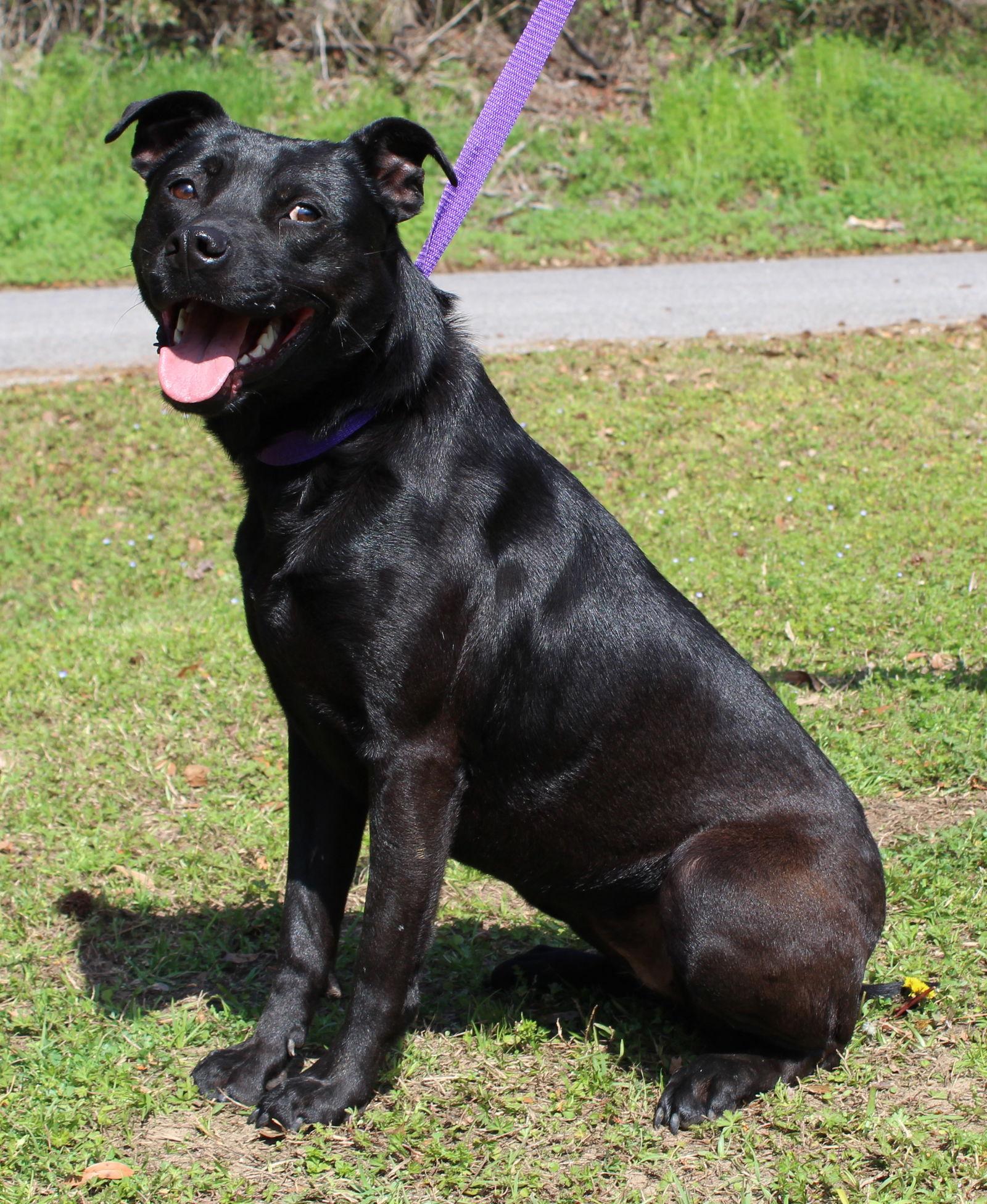 Enlarge Sadie 36362, a Adoptable Labrador Retriever in Prattville, AL image 3/3