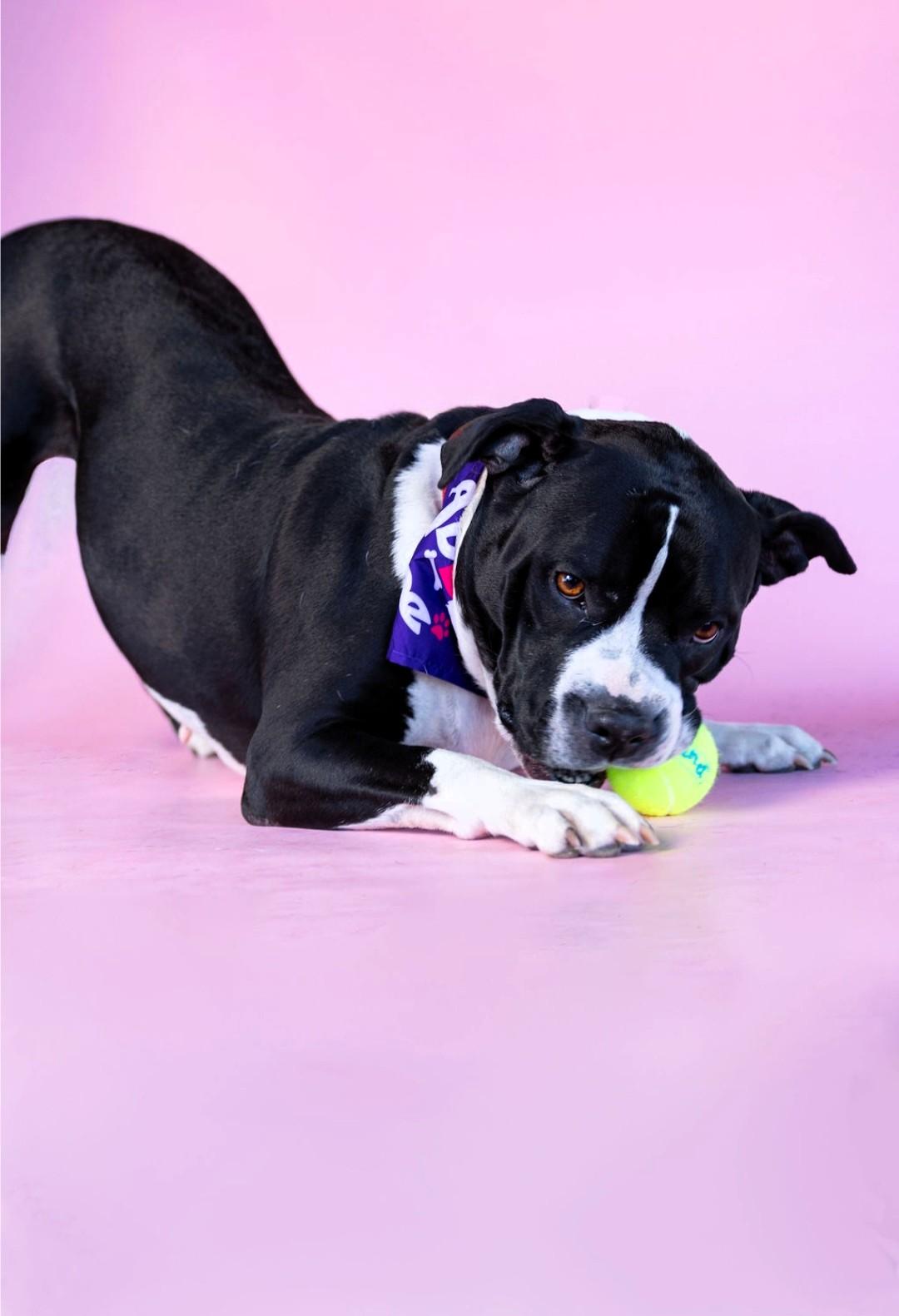 Enlarge Carmella, a Adoptable mixed breed in Denver, NC image 1/5