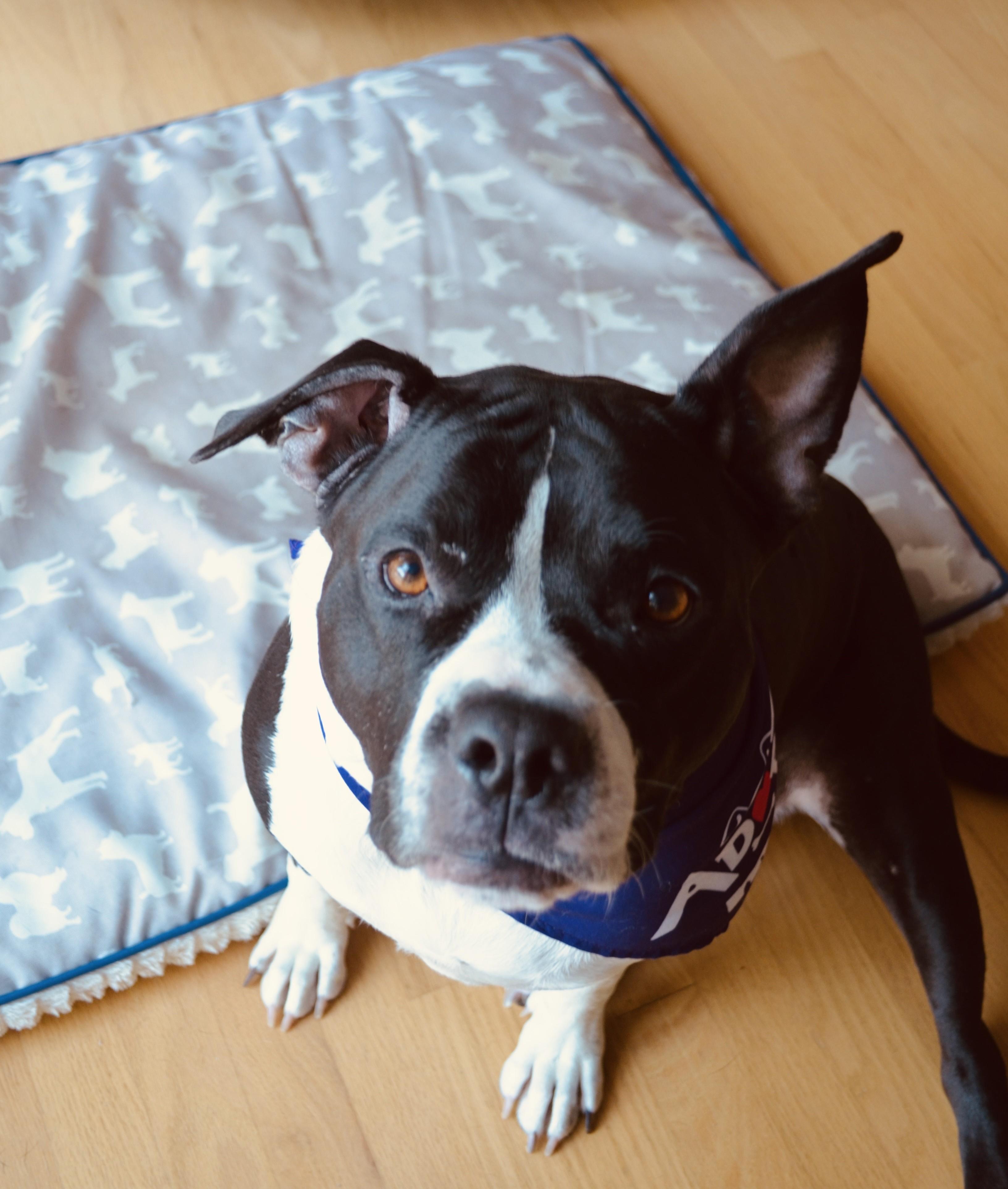 Enlarge Carmella, a Adoptable mixed breed in Denver, NC image 2/5