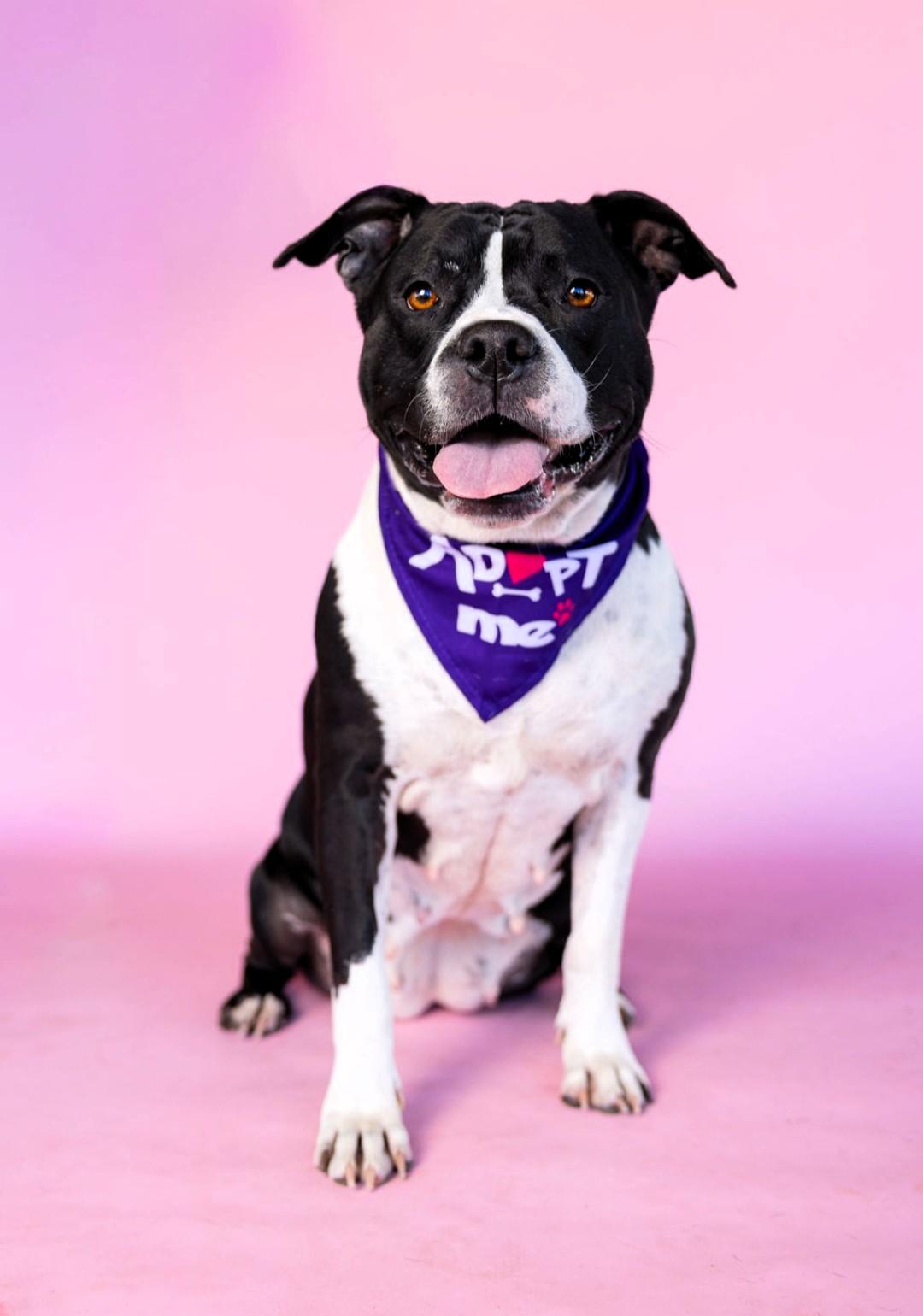 Enlarge Carmella, a Adoptable mixed breed in Denver, NC image 3/5