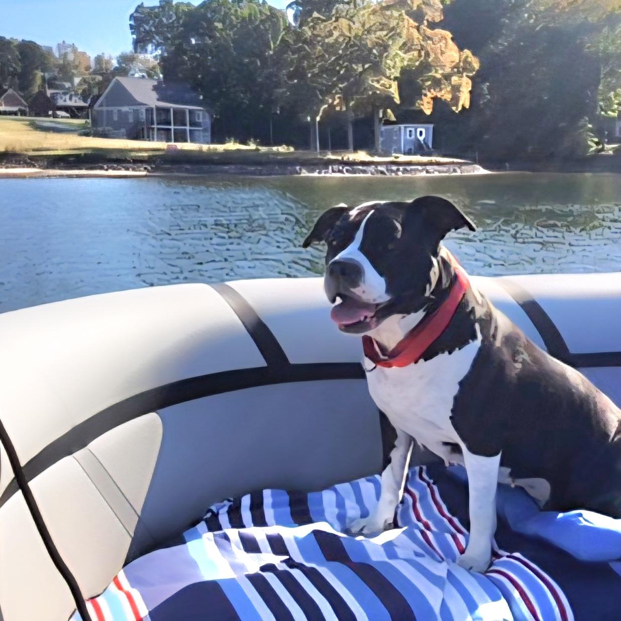 Enlarge Carmella, a Adoptable mixed breed in Denver, NC image 4/5