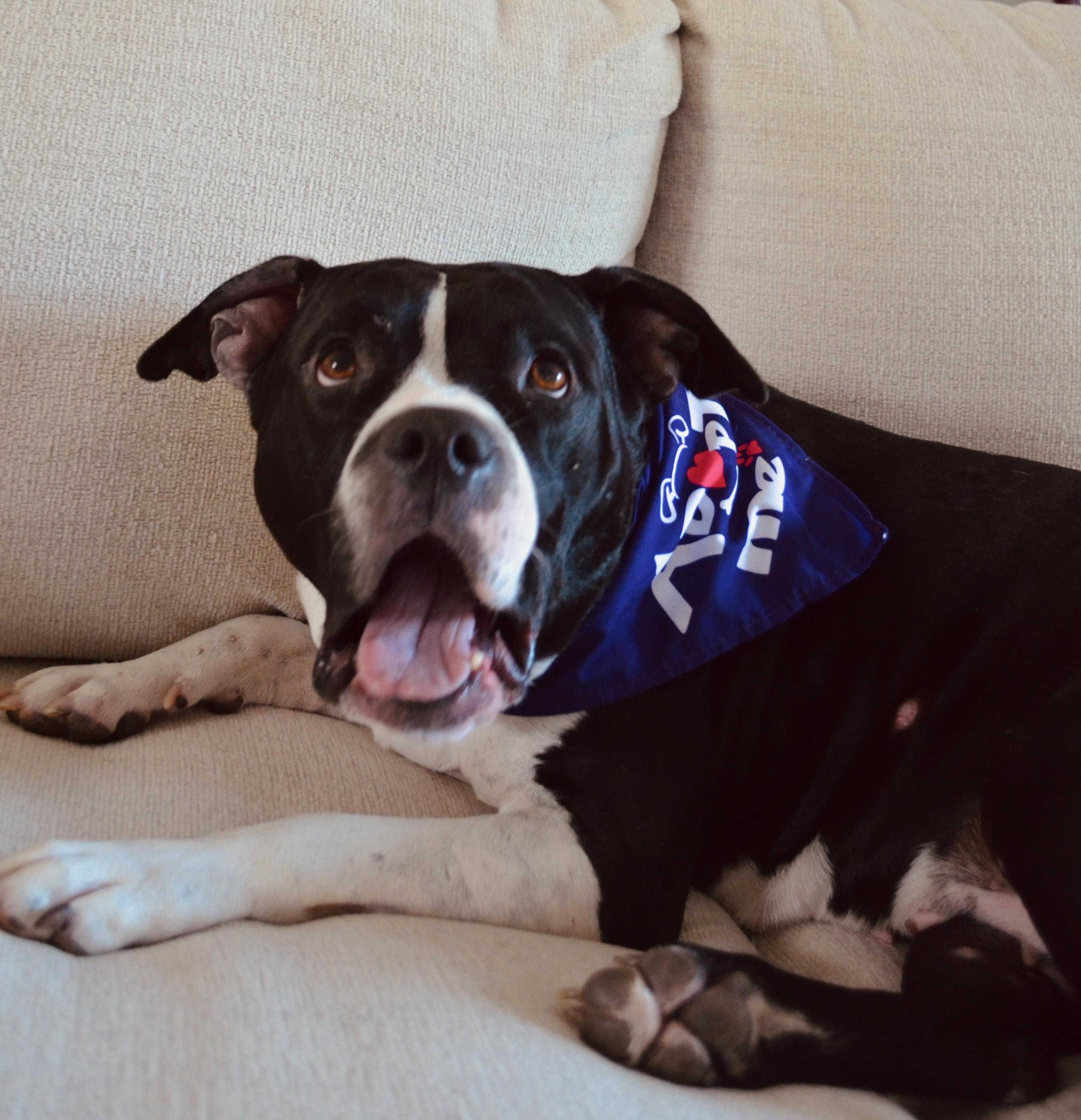 Enlarge Carmella, a Adoptable mixed breed in Denver, NC image 5/5