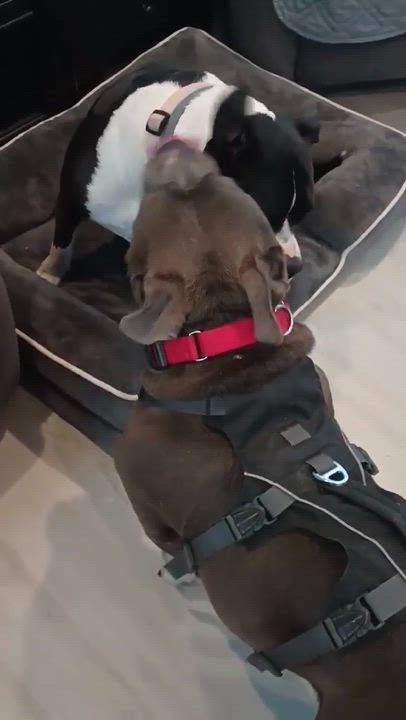 Enlarge Carmella, a Adoptable mixed breed in Denver, NC video 5/5